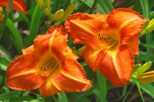 Hemerocallis ´Tuscawilla Tigress´